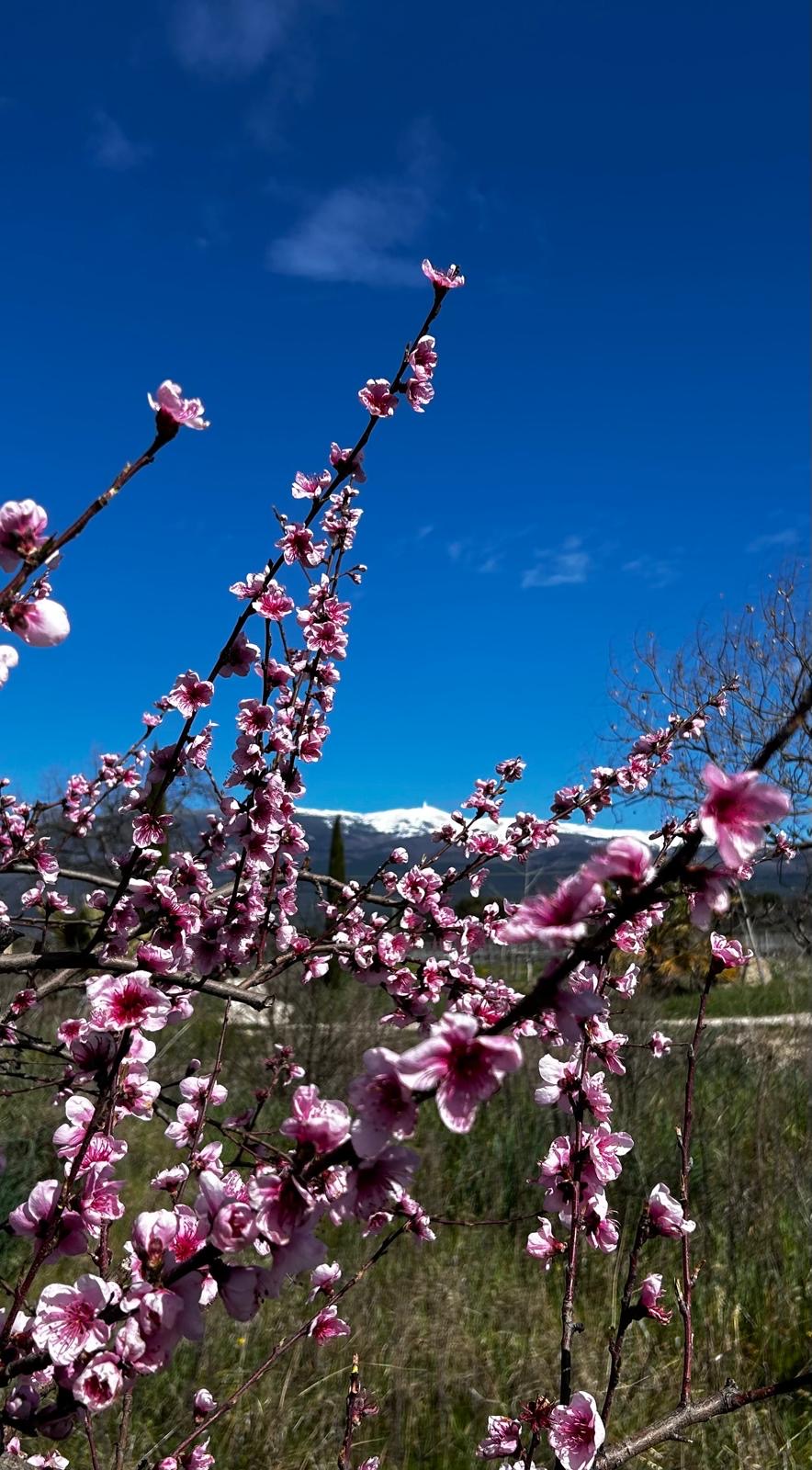 Printemps : les cerisiers en fleurs