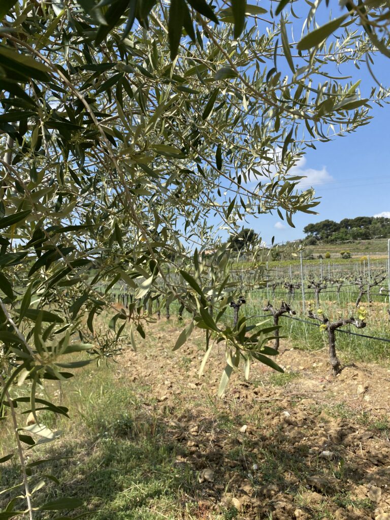 Été : les oliviers