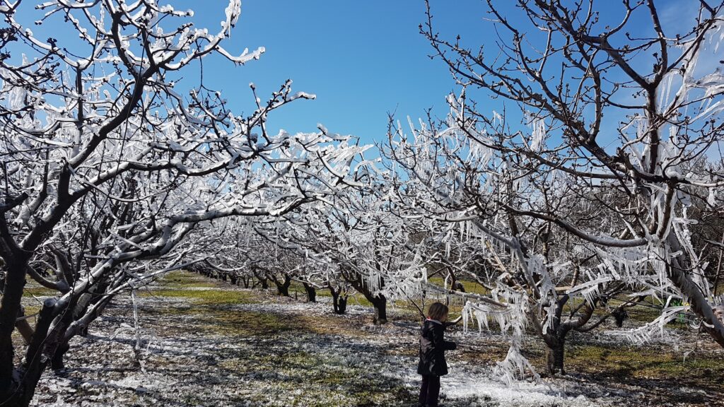 Hiver: les cerisiers en gel