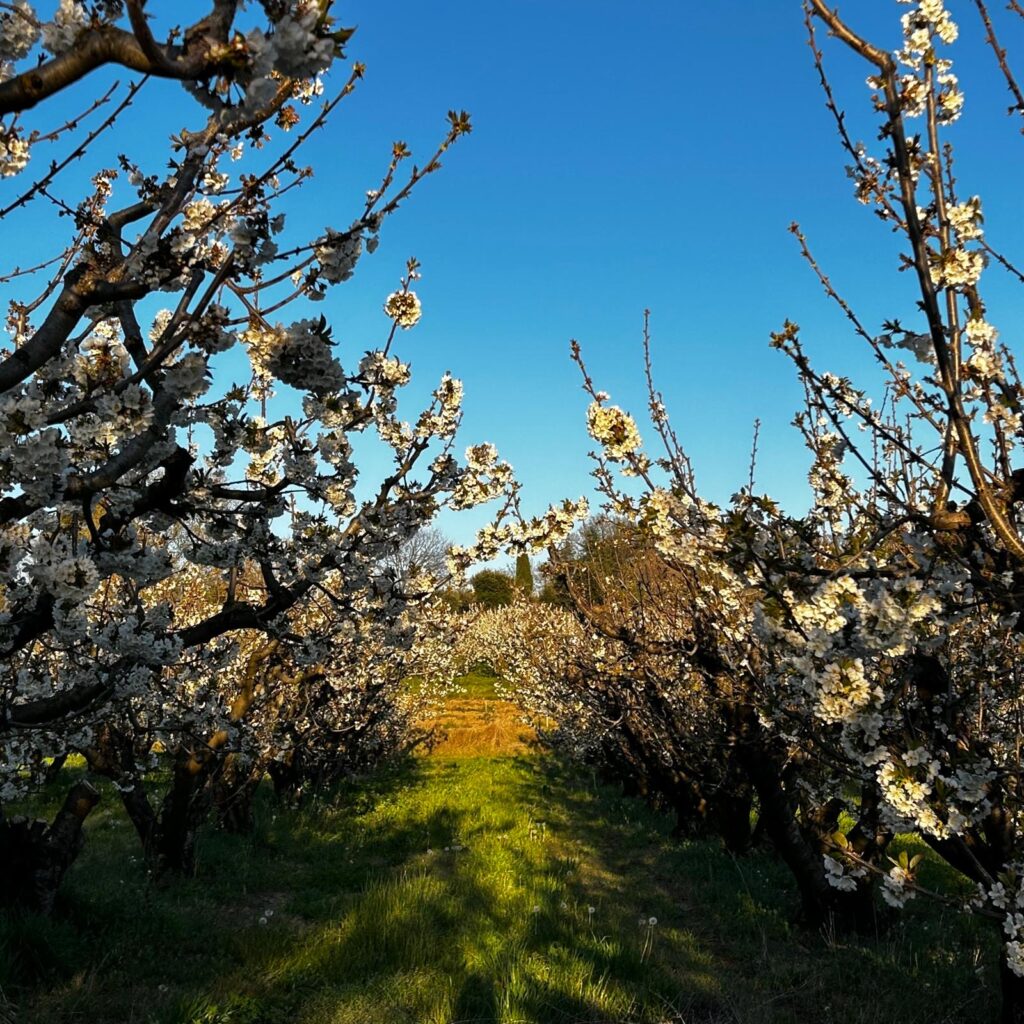 Automne: les cerisiers